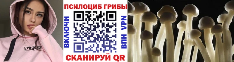 дарнет шоп  Луза  Псилоцибиновые грибы Psilocybe 